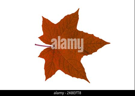 red leaves on a white background isolate Stock Photo