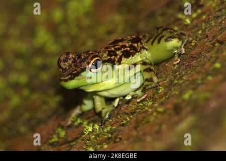 Waterfall frog Black-spotted Rock Skipper Staurois guttatus in natural habitat (Borneo) Stock Photo