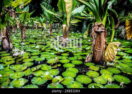 Giant tortoises and plants in the botanical gardens, Victoria, Mahe, Seychelles Stock Photo