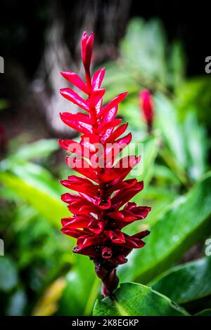 Giant tortoises and plants in the botanical gardens, Victoria, Mahe, Seychelles Stock Photo