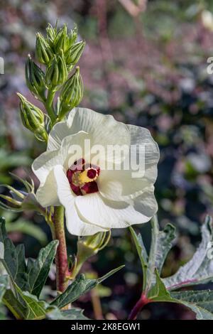 Weisse Blüte der Okra Stock Photo Alamy