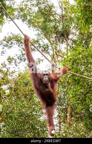 a wild young male Bornean orangutan 'Anaku' is hanging on rope in Semenggoh Wildlife Rehabilitation Center, Kuching, Sarawak, Malaysia. Stock Photo