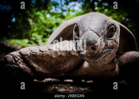 Giant tortoises and plants in the botanical gardens, Victoria, Mahe, Seychelles Stock Photo