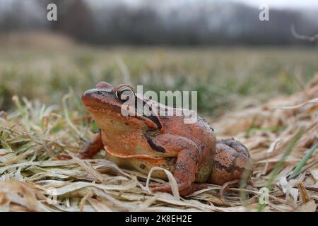 agile frog (Rana dalmatina) female during the breeding season on natural habitat Stock Photo