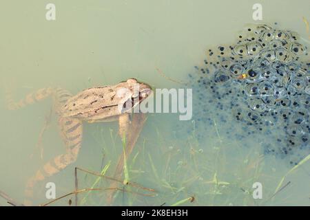Agile frog (Rana dalmatina) with a clutch of eggs in natural habitat Stock Photo