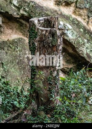 An old, moss covered stump rises beside a large stone outcropping along one of the hiking trails in Kamakura, Japan Stock Photo