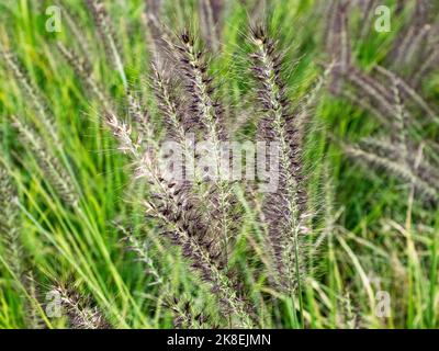 A cluster of chinese pennisetum grass, cenchrus alopecuroides, full of seeds on a hillside along the Tenen Hiking Trail in Kamakura, Japan. Stock Photo