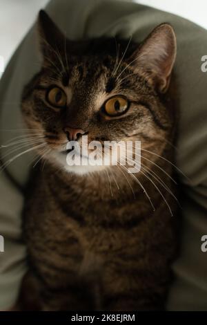 Photo of cat portrait with yellow eyes Stock Photo - Alamy