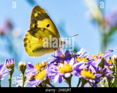 A Japanese clouded yellow butterfly, colias poliographus, feeds on the nectar from a cluster of pink aster flowers along a roadside in Yokohama, Japan Stock Photo