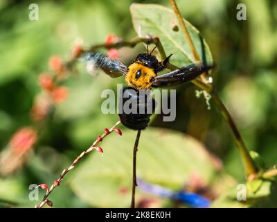 Japanese carpenter bee, xylocopa appendiculata, clings to a small twig among wildflowers along a roadside in Yokohama, Japan. Stock Photo