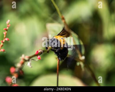 Japanese carpenter bee, xylocopa appendiculata, clings to a small twig among wildflowers along a roadside in Yokohama, Japan. Stock Photo