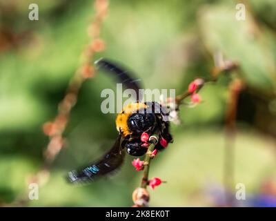 Japanese carpenter bee, xylocopa appendiculata, clings to a small twig among wildflowers along a roadside in Yokohama, Japan. Stock Photo