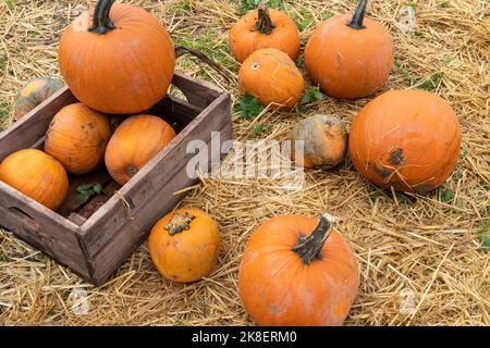 Halloween pumpkin (gourd) for sale at a pumpkin patch farm in England, UK Stock Photo