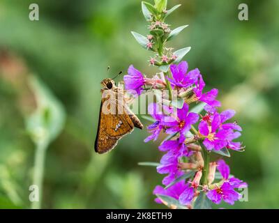 Common Straight Swift butterfly, Parnara guttata, on small purple flowers in Yokohama, Japan. Stock Photo