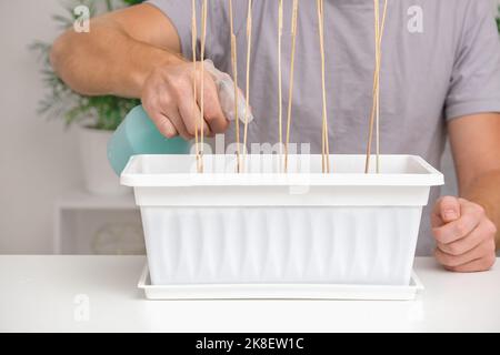 A man sprays the soil from a plastic spray bottle after planting pea sprouts. Preparation of seedlings in the balcony box. Growing microgreens, sweet peas at home in an apartment. Stock Photo