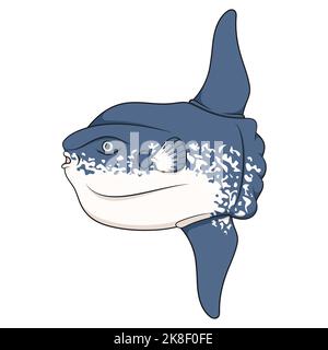 Color illustration with fish moon, mola mola. Isolated vector object on white background. Stock Vector
