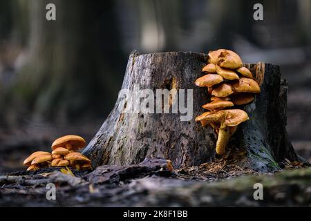 An inedible fungus grows as a parasite on an old stump Stock Photo