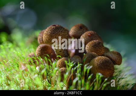 The boletus mushroom grows in a group on an old tree stump. Stock Photo