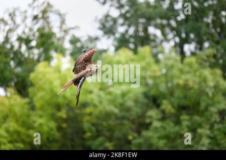 The Red Kite flies over the fields and looks out for prey. Stock Photo