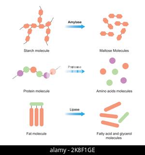 Scientific Designing of Amylase, Protease and Lipase Function. Starch, Protein and Fat Digestion.Colorful Symbols. Vector Illustration. Stock Vector