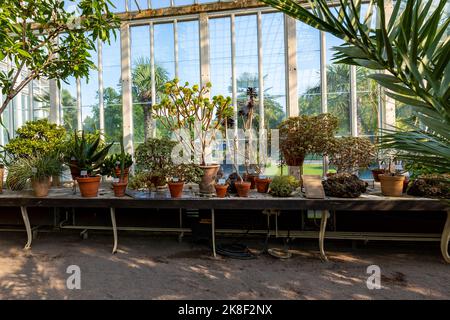 Glass Greenhouse. The public Palm House, Garden Society in Gothenburg, Sweden. Stock Photo