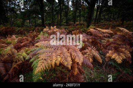 Common Fern plants changing in to autumn colours in a woodland, Warwickshire, England. Stock Photo