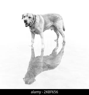 Yellow Labrador Dog portraits in both colour and black and white Stock Photo