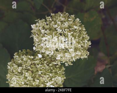 Close up of the white flowering perennial deciduous garden shrub Hydrangea arborescens Strong Annabelle. Stock Photo