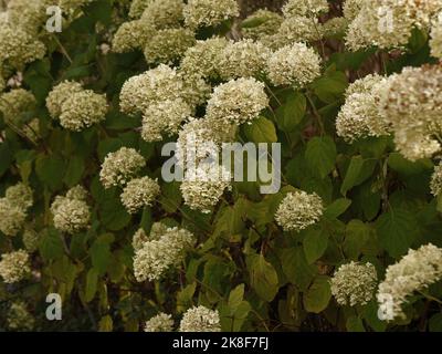 Close up of the white flowering perennial deciduous garden shrub Hydrangea arborescens Strong Annabelle. Stock Photo