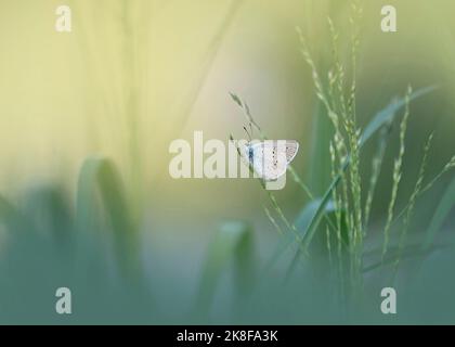 Common blue butterfly perching on grass Stock Photo