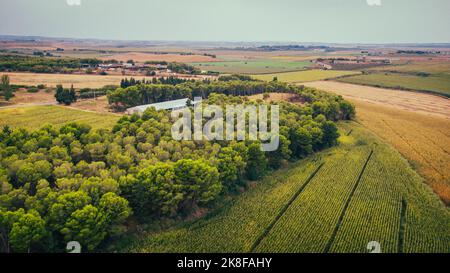 Spain, Catalonia, Lleida, Aerial view of grove surrounded by corn fields