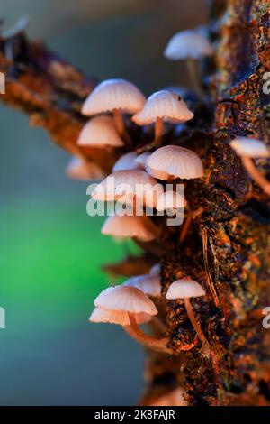 Tree trunk covered in small mushrooms Stock Photo