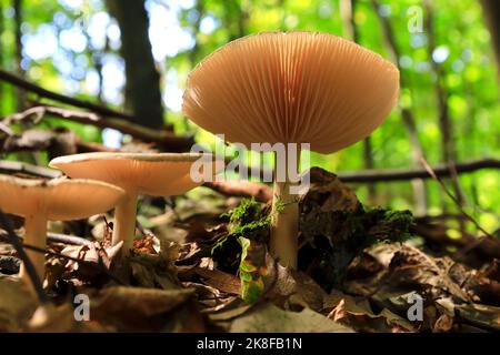 Mushrooms growing on forest floor Stock Photo