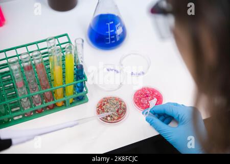 Scientist using pipette by petri dishes on table in laboratory Stock Photo