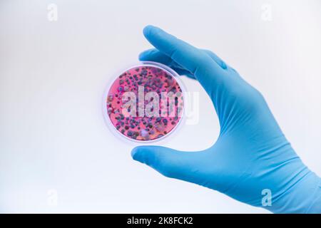 Scientist wearing protective glove holding fungal cultures in petri dish Stock Photo