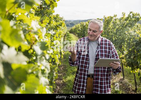 Smiling farmer with tablet PC analyzing grape fruit amidst vineyard Stock Photo