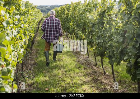 Farmer with bucket walking amidst vineyard Stock Photo