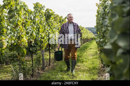 Senior man walking with bucket and tablet PC in vineyard Stock Photo