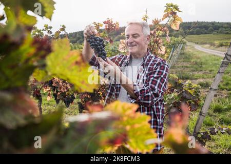 Happy senior man analyzing bunch of grapes in vineyard Stock Photo