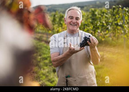 Happy man in apron standing with grapes amidst vineyard Stock Photo