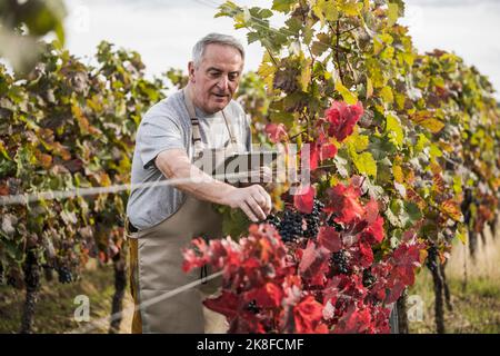 Senior farmer with tablet PC analyzing grapes in winery Stock Photo