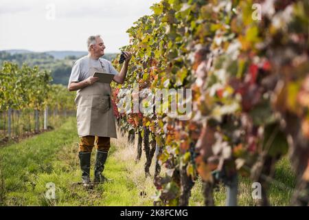 Senior man with tablet PC analyzing grapes in vineyard Stock Photo