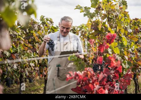 Smiling senior farmer using tablet PC with bunch of grapes in vineyard Stock Photo