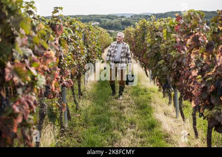 Senior farmer walking with bucket in grapes farm Stock Photo