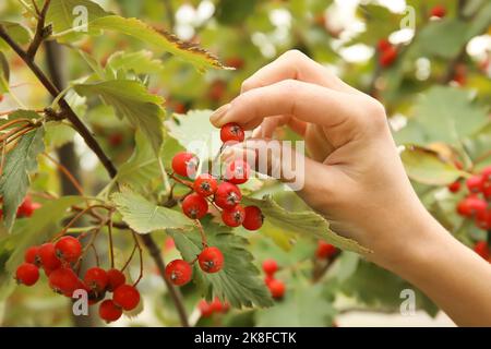Woman picking viburnum berries from tree in garden Stock Photo