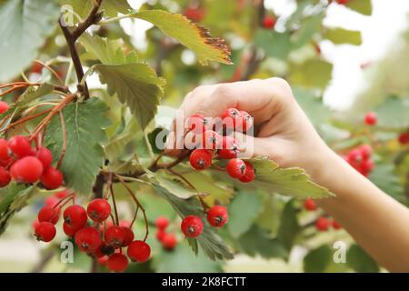 Woman picking viburnum berries from tree in garden Stock Photo