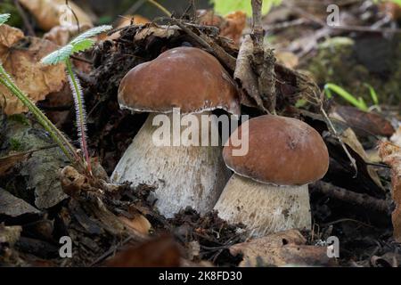 Two edible mushrooms Boletus edulis in the birch-spruce forest. Known as cep, penny bun, porcino or porcini. Wild mushrooms growing on the ground. Stock Photo
