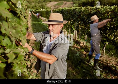 Farmers wearing straw hats working in vineyard Stock Photo