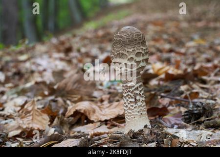 Edible mushroom Macrolepiota procera in pine-beech forest. Known as parasol mushroom. Wild young mushroom growing in the leaves. Stock Photo