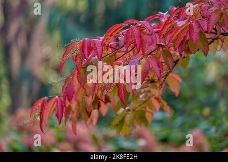 Oxydendrum arboreum, the sourwood or sorrel tree Stock Photo
